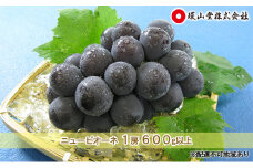 ぶどう 2025年 先行予約 ニュー ピオーネ 1房 600g以上 ブドウ 葡萄  岡山県産 国産 フルーツ 果物 ギフト 環山堂