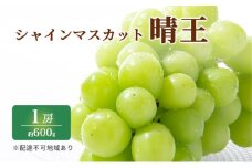 ぶどう 2025年 先行予約 特選 シャイン マスカット 晴王 1房 約600g ブドウ 葡萄  岡山県産 国産 フルーツ 果物 ギフト いろは堂