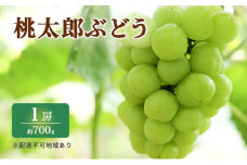 ぶどう 2026年 先行予約 特選 桃太郎 ぶどう 1房 約700g ブドウ 葡萄  岡山県産 国産 フルーツ 果物 ギフト いろは堂 