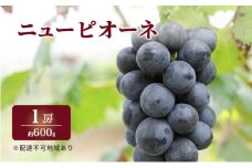 ぶどう 2025年 先行予約 特選 ニュー ピオーネ 1房 約600g  ブドウ 葡萄  岡山県産 国産 フルーツ 果物 ギフト いろは堂
