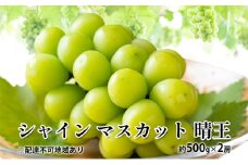 ぶどう 2025年 先行予約 シャイン マスカット 晴王 約500g×2房 種無し ブドウ 葡萄  岡山県産 国産 フルーツ 果物 ギフト