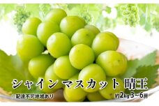ぶどう 2025年 先行予約 シャイン マスカット 晴王 約2kg 3～6房 種無し ブドウ 葡萄  岡山県産 国産 フルーツ 果物 ギフト