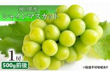 ぶどう 2025年 先行予約 シャイン マスカット 晴王 1房 500g前後 マスカット ブドウ 葡萄  岡山県産 国産 フルーツ 果物 ギフト