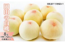 桃 2026年 先行予約 岡山 の 白桃 8玉（合計1.7kg以上）化粧箱入り もも モモ 岡山県産 国産 フルーツ 果物 ギフト 