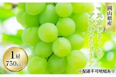 ぶどう 2025年 先行予約 マスカット・オブ・アレキサンドリア 1房 750g以上 贈答用 ブドウ 葡萄  岡山県産 国産 フルーツ 果物 ギフト