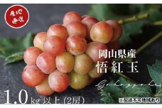 ぶどう 悟紅玉 旧ゴルビー 2房 合計1.0kg以上 産地直送 朝採れ ぶどう 葡萄 岡山 Kawahara Green Farm2025年