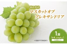 ぶどう 2025年 先行予約 マスカットオブアレキサンドリア 1房(550g以上・赤秀) 化粧箱入り
