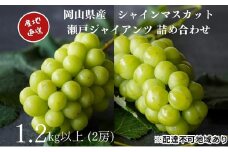 厳選 シャインマスカット・瀬戸ジャイアンツ 2房 合計1.2kg以上 詰合せ 産地直送 朝採れ ぶどう 葡萄 Kawahara Green Farm 岡山県産 2025年