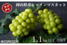 厳選 シャインマスカット 2房 合計1.1kg以上 産地直送 朝採れ ぶどう 葡萄 Kawahara Green Farm 岡山県産 2025年