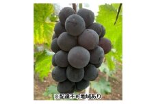 ぶどう 【2025年 先行予約】 種なし完熟 ニューピオーネ 2房 合計約1kg/ ブドウ 葡萄 岡山県産 国産 フルーツ 果物 渡邊農園