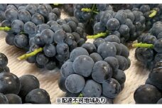 ぶどう 【2025年 先行予約】 種なし完熟 ニューピオーネ  3～5房 合計約2kg ブドウ 葡萄 岡山県産 国産 フルーツ 果物 渡邊農園