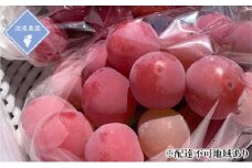 ぶどう 【2025年 先行予約】 クイーンニーナ 3～5房 合計約2kg/ 種無し ブドウ 葡萄 岡山県産 国産 フルーツ 果物 渡邊農園