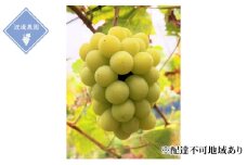 ぶどう 【2025年 先行予約】 シャインマスカット 3～5房 合計約2kg/ 種無し ブドウ 葡萄 岡山県産 国産 フルーツ 果物 渡邊農園