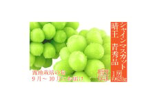 【2025年 予約受付中】 シャインマスカット 晴王 1房約620g 9月～10月出荷/ 岡山県産 種無し 皮ごと食べる みずみずしい フレッシュ 晴れの国 おかやま　 果物大国 彩美菜果