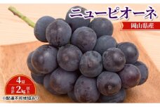 ぶどう 【2025年 先行予約】 ニュー ピオーネ 4房 合計2kg以上 ブドウ 葡萄 岡山県産 国産 フルーツ 果物 ギフト