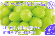 2025年予約受付中【3回定期便】シャインマスカット晴王2房 約1.2kg 7月8月9月に出荷 人気 岡山県産 種無し 皮ごと食べる みずみずしい  フレッシュ 晴れの国 おかやま 果物大国 ハレノフルーツ