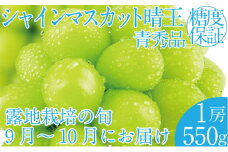 2025年 先行予約受付中 シャインマスカット晴王1房 約550g 岡山県産 種無し 皮ごと食べる みずみずしい 甘い フレッシュ 瀬戸内 晴れの国 おかやま 果物大国 ハレノフルーツ
