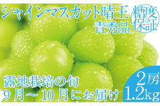 2025年 先行予約受付中 シャインマスカット晴王2房 約1.2kg 岡山県産 種無し 皮ごと食べる みずみずしい 甘い フレッシュ 瀬戸内 晴れの国 おかやま 果物大国 ハレノフルーツ
