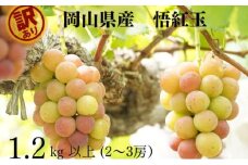 訳あり 悟紅玉  旧ゴルビー　2～3房 合計1.2kg以上 産地直送 朝採れ ぶどう 葡萄 岡山 Kawahara Green Farm 岡山県産 2025