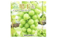 ぶどう 2025年 先行予約 シャイン マスカット 晴王 2～5房入り 合計約2kg 大粒 種無し ブドウ 葡萄 岡山県産 国産 フルーツ 果物 ギフト 橋田商店