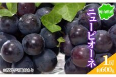 ぶどう 2025年先行予約 ニューピオーネ 1房 約600g 岡山県産 お届け 9月上旬～10月中旬