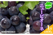 ぶどう 2025年先行予約 ニューピオーネ 1房 約600g 岡山県産 お届け 9月上旬～10月中旬