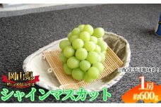 ぶどう 2025年先行予約 シャインマスカット 1房 約600g  岡山県産 お届け 9月上旬～10月中旬