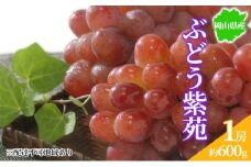 ぶどう 2025年先行予約 紫苑 1房 約600g 岡山県産 お届け 11月上旬～11月下旬