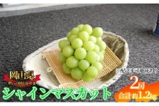ぶどう 2025年先行予約 シャインマスカット 2房 約1.2kg 岡山県産 お届け 9月上旬～10月中旬