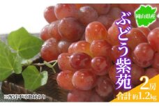 ぶどう 2025年先行予約 紫苑 2房 約1.2kg 岡山県産 お届け 11月上旬～11月下旬