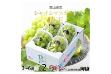【2025年7月上旬より発送】岡山県産 シャインマスカット 晴王 2kg(3房～6房) ぶどう 葡萄 ブドウ フルーツ 果物