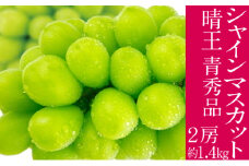 2025年予約受付中 シャインマスカット 晴王 7月～8月出荷 2房 約1.4kg  人気 岡山県産 種無し 皮ごと食べる みずみずしい  フレッシュ 晴れの国 おかやま 果物大国 ハレノフルーツ