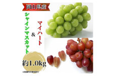 ぶどう 農家こだわりのシャインマスカット＆ハート型のマイハート  合計約1.0kg ブドウ 葡萄 岡山県産 国産 フルーツ 果物 ギフト 【 Nini farm 農家 直送 】