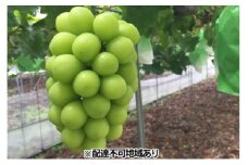 ひらた農園 岡山県産 シャインマスカット 約2kg（3～4房） 果物類 ぶどう フルーツ ブドウ 果物 