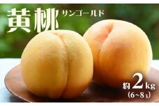 【2025年7月下旬発送】【先行予約】もも 桃 サンゴールド黄桃 2kg 6～8玉 小寺農園《2025年7月下旬-8月上旬頃出荷》 岡山県 笠岡市 岡山県産 黄桃 モモ 果物 フルーツ 先行予約 st-p