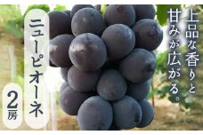 【先行予約】ニューピオーネ２房入り《2025年8月25日-9月10日頃出荷》岡山県 笠岡市 石丸葡萄農園 大粒 種無し 果肉 朝採れ 旬 ぶどう 葡萄 フルーツ 果物 岡山 st-p