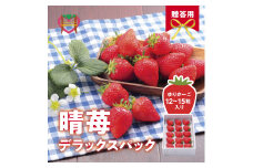 しあわせ届けるいちご農園HappyComeComeの晴苺(はれいちご)450ｇハレの日に晴苺(はれいちご)《2024年12月中旬-3月下旬頃出荷》