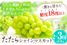  マスカット シャインマスカット 約1.3kg (2～3房) たたらみねらるシャインマスカット ギフト 糖度18度以上 フルーツ 種無し ぶどう 葡 Y&G．ディストリビューター 岡山県 笠岡市《2025年8月下旬-10月下旬頃出荷》