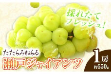 たたらみねらる 瀬戸ジャイアンツ 1房 約650g Y＆G.ディストリビューター株式会社《2025年8月下旬-10月下旬頃出荷》岡山県 笠岡市 マスカット ぶどう ブドウ 葡萄 フルーツ 果物