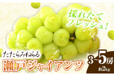 たたらみねらる 瀬戸ジャイアンツ 約2kg （3～5房） Y＆G.ディストリビューター株式会社《2025年8月下旬-10月下旬頃出荷》岡山県 笠岡市 マスカット ぶどう ブドウ 葡萄 フルーツ 果物