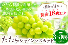 マスカット シャインマスカット 約2kg （3～5房） たたらみねらるシャインマスカット ギフト 糖度18度以上 フルーツ 種無し ぶどう 《2025年8月下旬-10月下旬頃出荷》 Y&G．ディストリビューター 岡山県 笠岡市