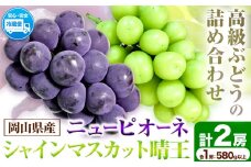 シャインマスカット　先行予約  岡山県産 ニューピオーネ （１房580g以上）＆ シャインマスカット 「 晴王 」 （1房580g以上） 種無し ぶどう ピオーネ シャイン マスカット フルーツ 果物 （令和7年産先行受付）《9月上旬‐10月中旬頃出荷》【配送不可地域あり】H-40a
