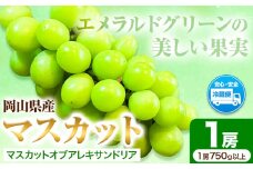 先行予約  岡山県産 マスカット （ マスカット オブ アレキサンドリア 1房750g以上） 果物 フルーツ ぶどう 令和7年産先行受付《7月上旬-8月中旬頃出荷》【配送不可地域あり】H-27a