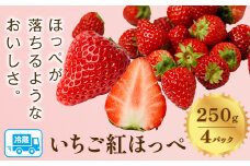 先行予約 いちご 紅ほっぺ 1000g(250g×4パック) JA笠岡アグリ《2025年1月中旬-3月末頃出荷》岡山県 笠岡市 送料無料 苺 フルーツ 果物 お取り寄せ【配達不可地域あり】