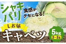 【期間限定】しお風キャベツ 約5kg ( 2～3玉 )《1月中旬-3月末頃出荷》 キャベツ 玉 キャベツ きゃべつ 家計応援 野菜 青果物  岡山県 笠岡市