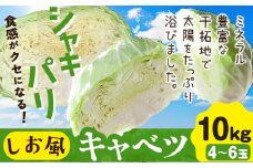【限定受付】しお風キャベツ 約10kg ( 4～6玉 )《1月中旬-3月末頃出荷》 キャベツ 玉 キャベツ きゃべつ 家計応援 野菜 青果物 岡山県 笠岡市