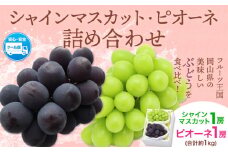 シャインマスカット・ピオーネ詰め合わせ 約1.0kg マスカット 葡萄 ブドウ ぶどう ピオーネ フルーツ セット 令和7年産先行予約 晴れの国おかやま館 《2025年8月下旬‐10月下旬頃出荷》 フルーツ 果物 果実 岡山県 笠岡市