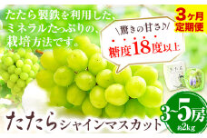 【令和7年度産先行予約】 【3回定期便】マスカット シャインマスカット 3~5房(約2kg)《8月下旬-10月下旬頃出荷》たたらみねらる ギフト 糖度18度以上 フルーツ 種無し ぶどう 葡 Y&G．ディストリビューター 岡山県 笠岡市 定期便