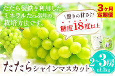 【令和7年度産先行予約】 【3回定期便】マスカット シャインマスカット 2~3房(約1.3kg)《8月下旬-10月下旬頃出荷》たたらみねらる ギフト 糖度18度以上 フルーツ 種無し ぶどう 葡 Y&G．ディストリビューター 岡山県 笠岡市 定期便