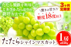 【令和7年度産先行予約】 【3回定期便】マスカット シャインマスカット 1房(約650g)《8月下旬-10月下旬頃出荷》たたらみねらる ギフト 糖度18度以上 フルーツ 種無し ぶどう 葡 Y&G．ディストリビューター 岡山県 笠岡市 定期便